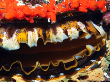 Giant Clam
